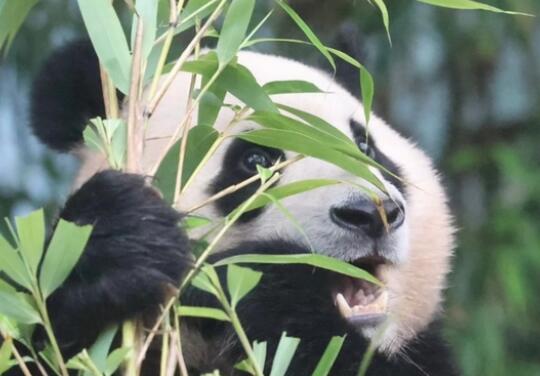 大熊猫福宝“熊设崩塌”  背后真相实在令人震惊